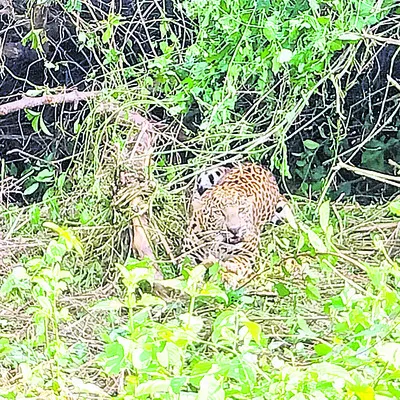 ఏనుగుల హల్‌చల్‌ 