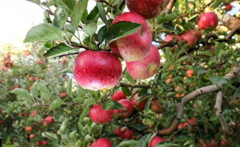  Apple cultivation in Anantapur district