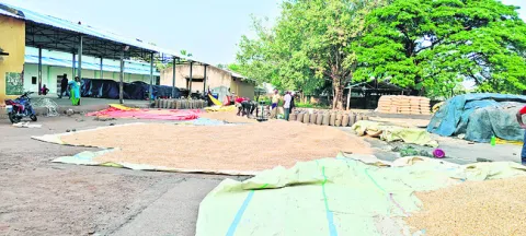 మక్కల కొనుగోళ్లలో దందా!