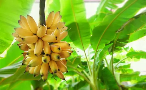 Devotion: Banana Plant: The Sacred Symbol of Abundance and Growth