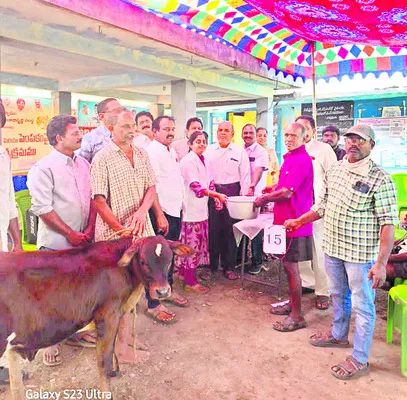 ఉత్సాహంగా లేగ దూడల అందాల పోటీలు 