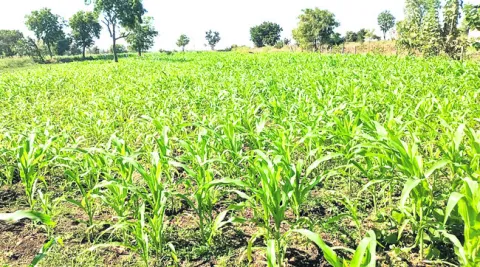 యాసంగి ఆశాజనకం