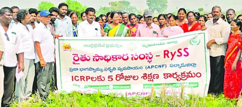 ప్రకృతి వ్యవసాయం ద్వారా వరిలో అధిక దిగుబడులు 