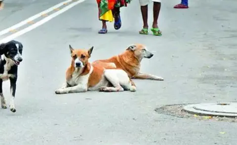 Dog Bites 4 Year Kid In Atmakur Nandyal District