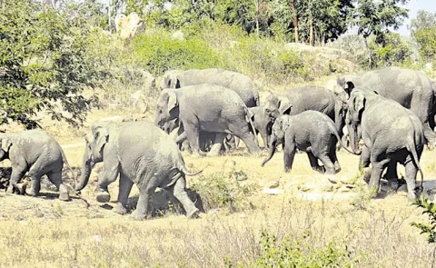 GPS Tracking  of elephants in Kaundinya soon: Andhra pradesh