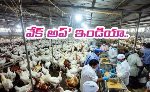 Survey Say Chicken Could Be a Prescription for Superbugs Hormonal Chaos