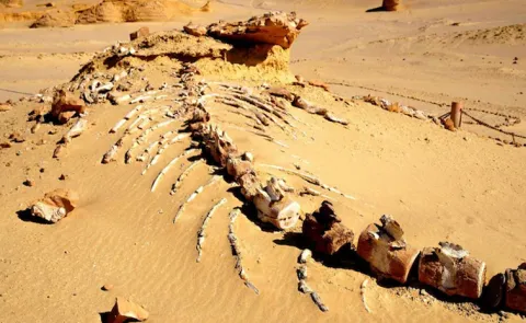 Massive 92 foot dinosaur found in China could be the largest of its kind