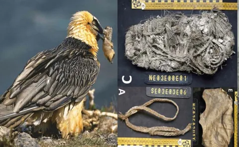 A 750 year old sandal found in a vulture nest