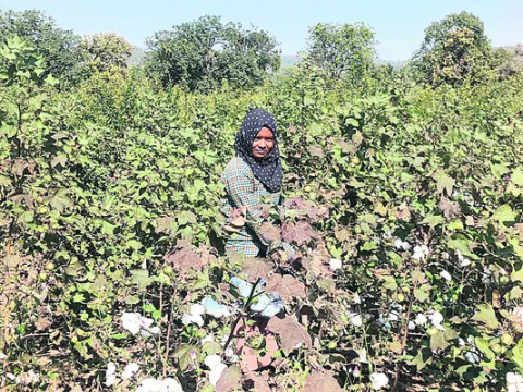 పత్తి ఏరుతున్న కొత్త సర్పంచ్‌