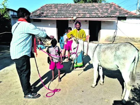 గాడిద పాలకు    భలే డిమాండ్‌
