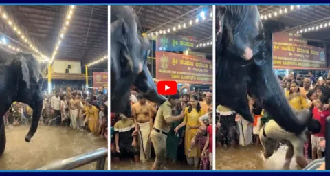 Elephant Disposes To Police Man In kukke Video Goes Viral  1