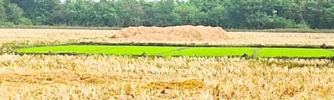 రబీ సాగుకు రైతన్న సన్నద్ధం 