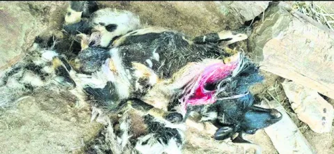 చిరుత దాడిలో పొట్టేళ్ల మృతి