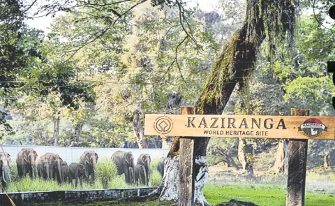 Kaziranga National Park and Tiger Reserve is a prime example of biodiversity
