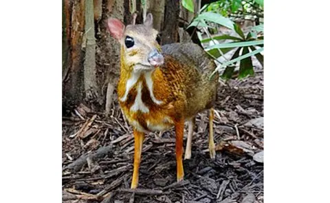 Mouse deer was spotted walking in forest again at Vietnam
