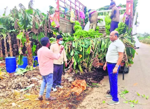 అరటి కష్టనష్టాలపై అధ్యయనం