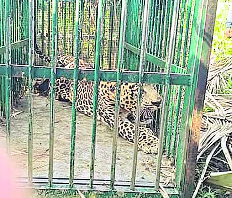 ఎట్టకేలకు రౌడీ చిరుత బందీ 