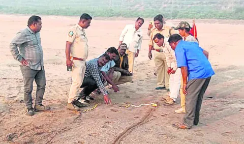 మేడిపల్లి ఓసీపీలో పులి సంచారం 