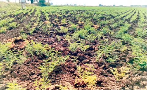 Farmers Worry with Groundnut cultivation Effect of Dry rot