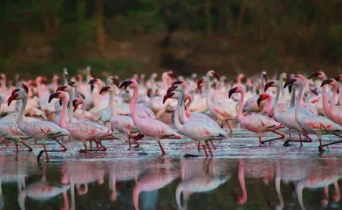 Travel Tips: Flamingos Paint Rajasthans Sambhar Salt Lake Pink