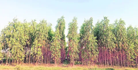 రైతులకు ‘కలప’తరువుగా..