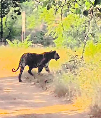 నల్లమలలో పెద్దపులుల కనువిందు