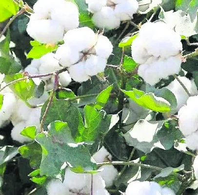 పత్తి కొనుగోలులో కొర్రీలు 