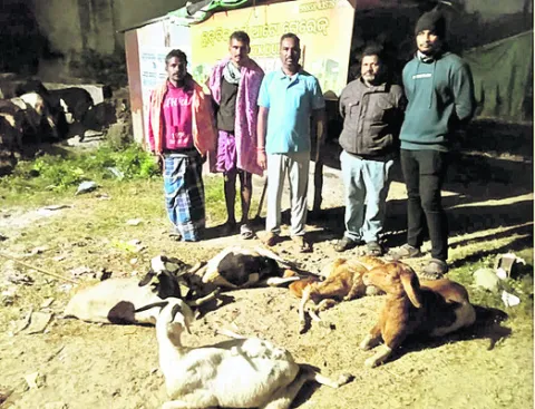 ట్రాక్టర్‌ ఢీకొని 9 జీవాలు మృతి 