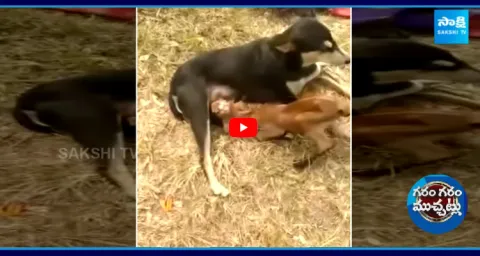 Dog Milk Feed Baby Goat In Maharashtra 1