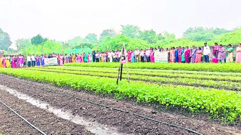 ప్రైవేట్‌ కొలువు వదిలి.. ప్రకృతి వ్యవసాయం వైపు అడుగులు