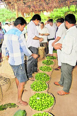 నిమ్మ రైతులకు తప్పని కన్నీరు 