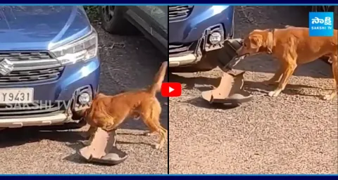 Dog Rips Bumper Of Car For Rat Video Goes Viral  2