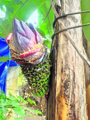 అబ్బురపరుస్తున్న అరటి గెల 