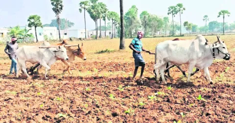 మన్యంలో వర్జీనియా పొగాకు సాగు 