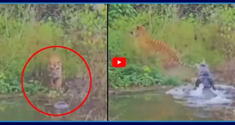 Tiger Narrow Escape From Crocodile Video Goes Viral  1