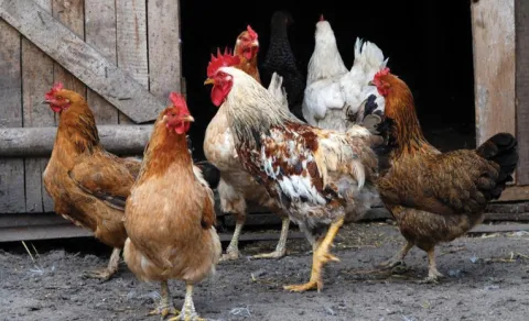 natu kodi thief in Atmakur