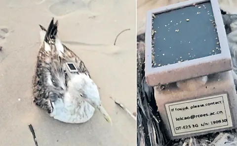 Chinese spy bird at naval base