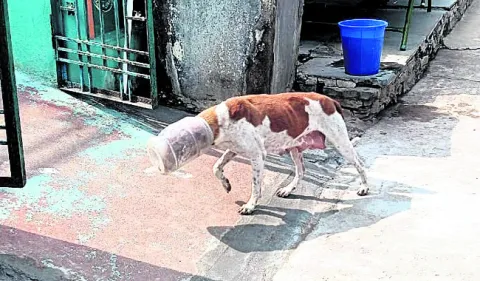 అయ్యో.. కుయ్యో.. మొర్రో ! 