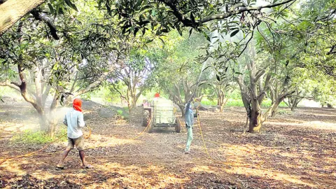 మామిడి పూత.. రైతుల్లో చింత