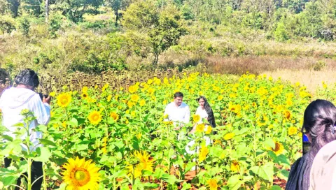 సన్‌ఫ్లవర్‌ ఫుల్‌ ఆదాయం