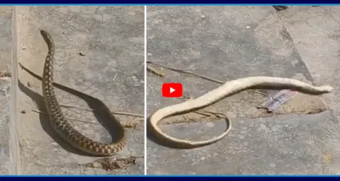 Snake Dance On Nagin Music Video Goes Viral  1