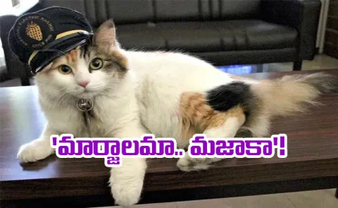 Train Stationmaster Cat Nitama Dies In Japan
