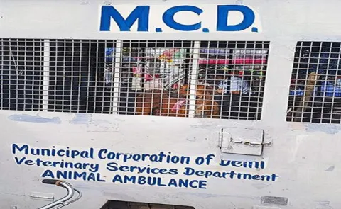 Sci declines urgent hearing on concerns over MCD inhumane stray dog rules14