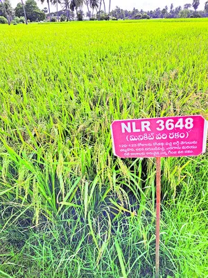 సిరుల వరి విత్తనం 