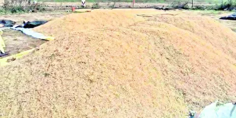 దొడ్డురకం మాకొద్దు..! 