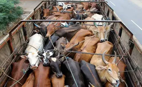 Illegal cows transport as Pushpa Cinema Range in Yadadri