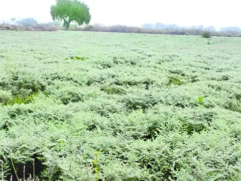 ముందుకు సాగని రబీ సాగు 