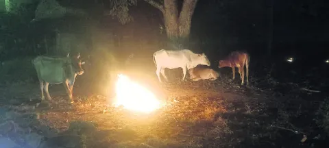 మాకూ చలివేస్తోంది... 