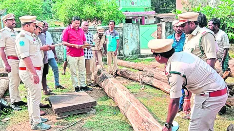ఎర్రచందనం దుంగల పరిశీలన 