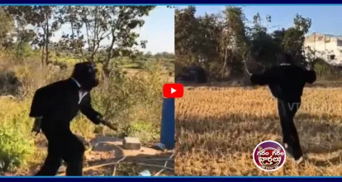 Mind-Blowing Chimpanzee Idea For Monkeys  1